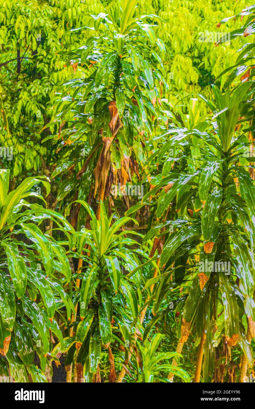 Jungle with monsoon rain at Tar Nim Waterfall & Secret Magic Garden during rainy season on Koh