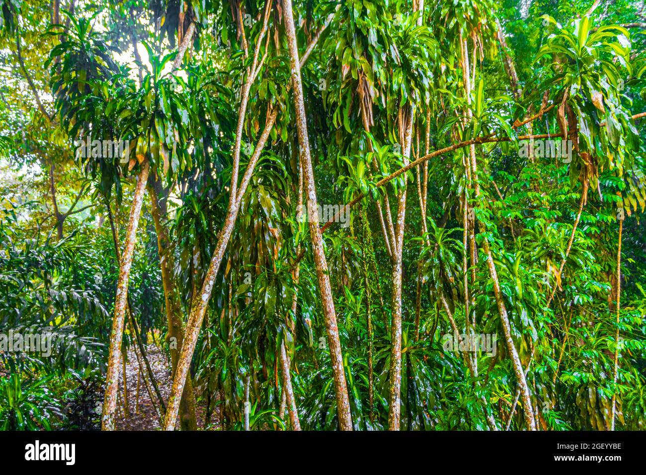 Jungle with monsoon rain at Tar Nim Waterfall & Secret Magic Garden during rainy season on Koh