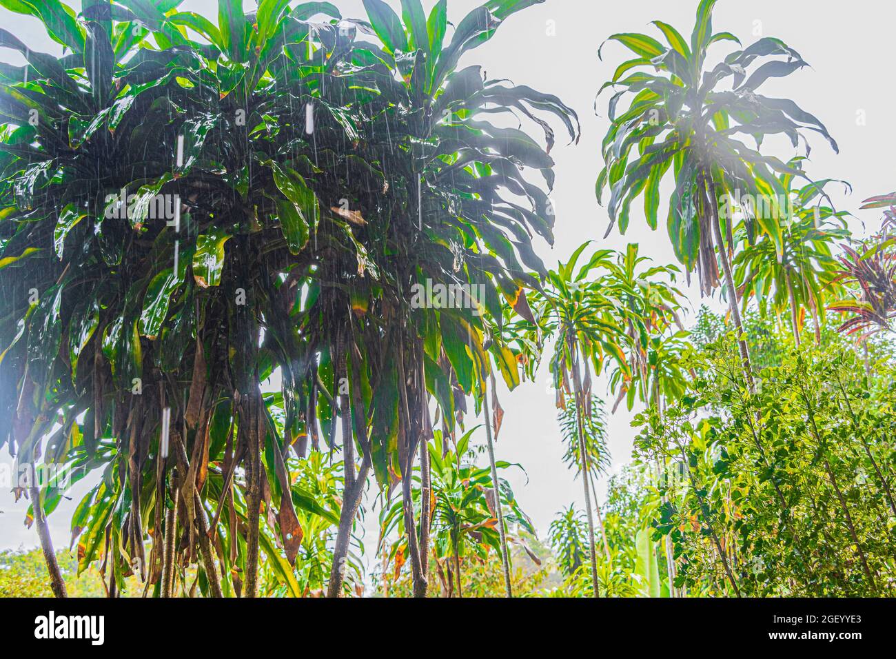 Jungle with monsoon rain at Tar Nim Waterfall & Secret Magic Garden during rainy season on Koh