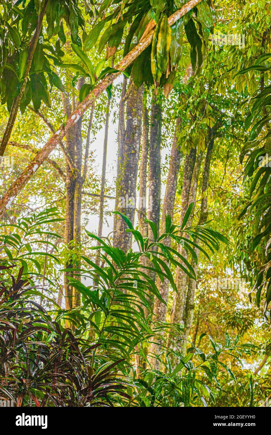 Jungle with monsoon rain at Tar Nim Waterfall & Secret Magic Garden during rainy season on Koh