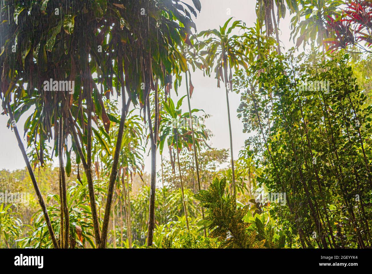 Jungle with monsoon rain at Tar Nim Waterfall & Secret Magic Garden during rainy season on Koh