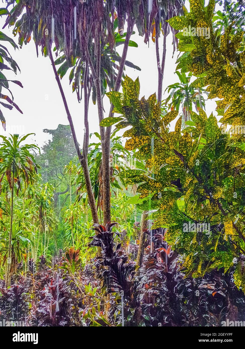 Jungle with monsoon rain at Tar Nim Waterfall & Secret Magic Garden during rainy season on Koh
