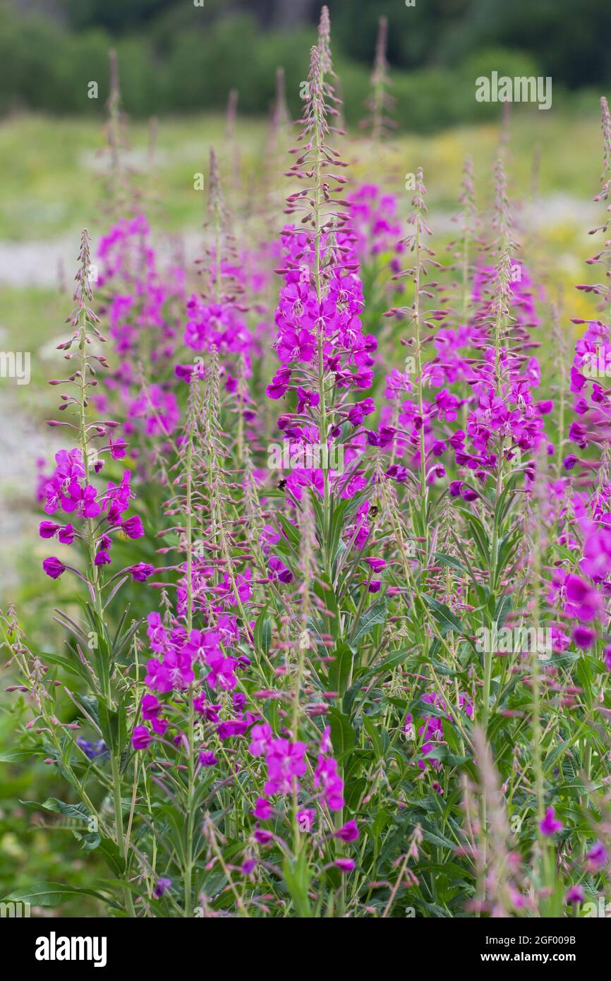 Bushes of willowherb on geen field in summertime Stock Photo