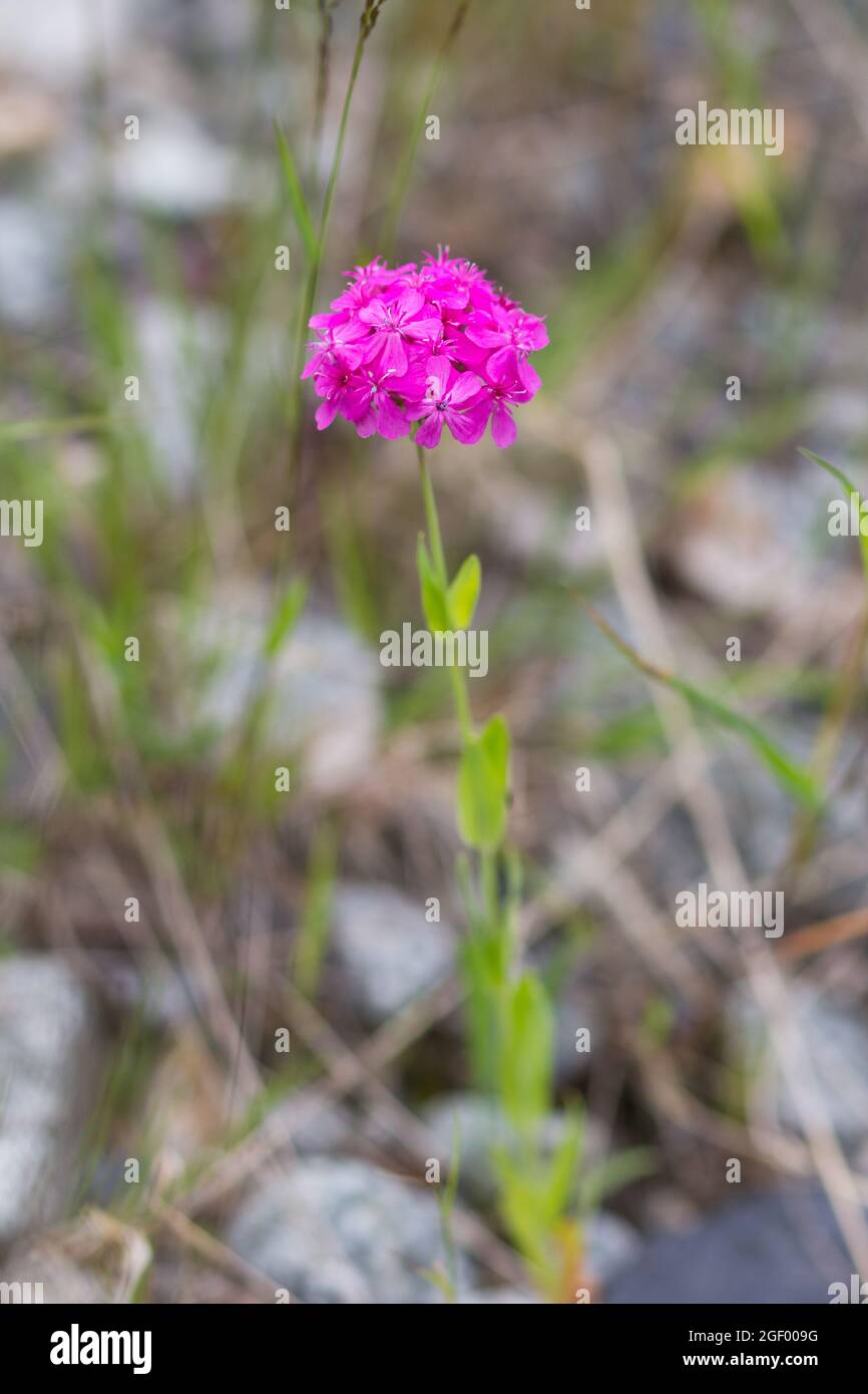 Blooming flower head of Silene compacta Fischer on summer meadow Stock Photo