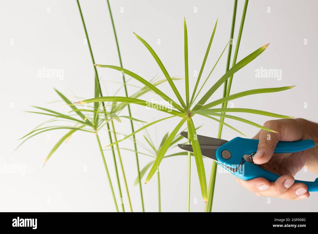 Woman hand cutting umbrella of Cyperus plant for rooting using secateurs on white background Stock Photo