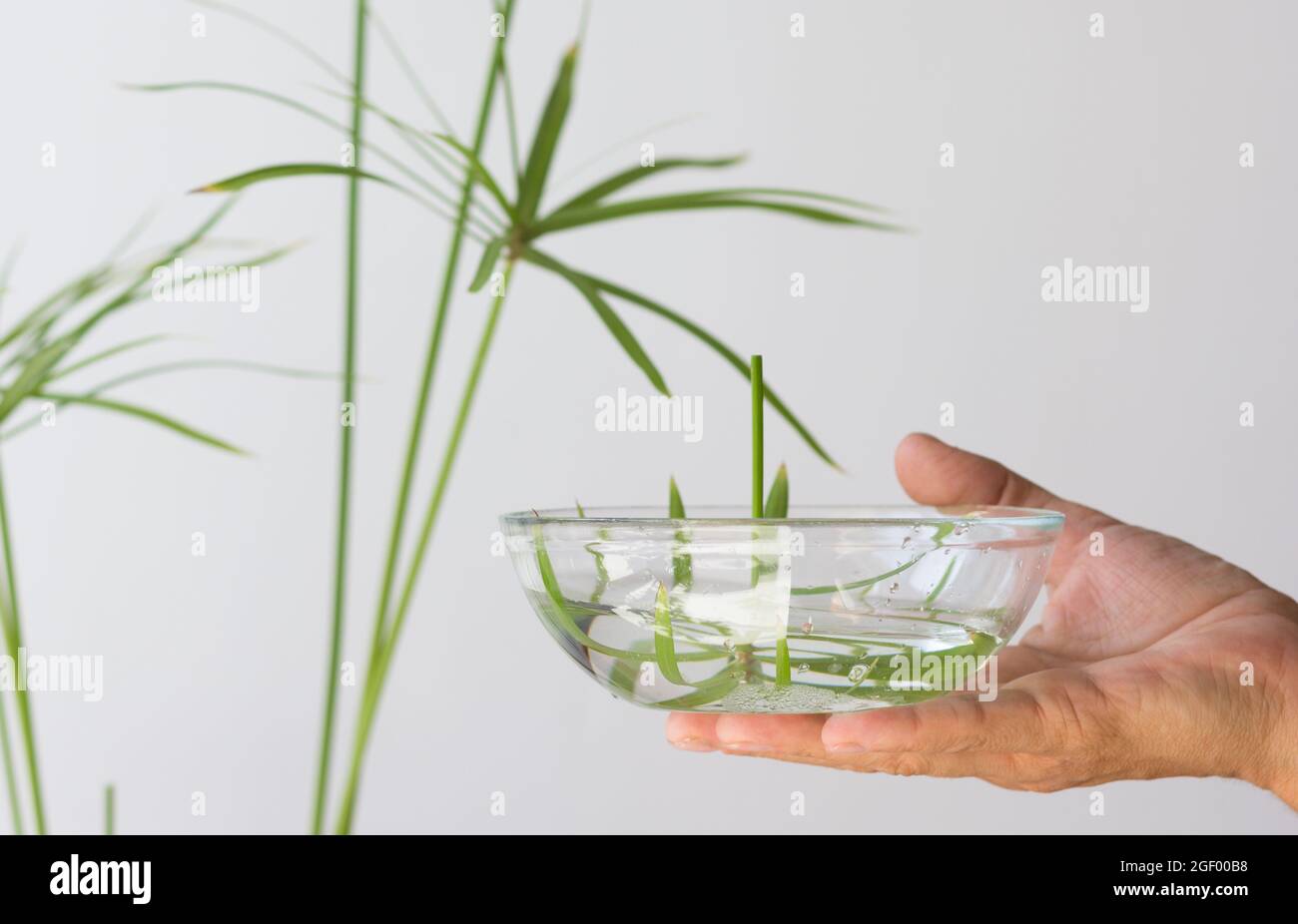 Woman hand holding glass bowl with cut umbrella of Cyperus plant and water for rooting on white background Stock Photo
