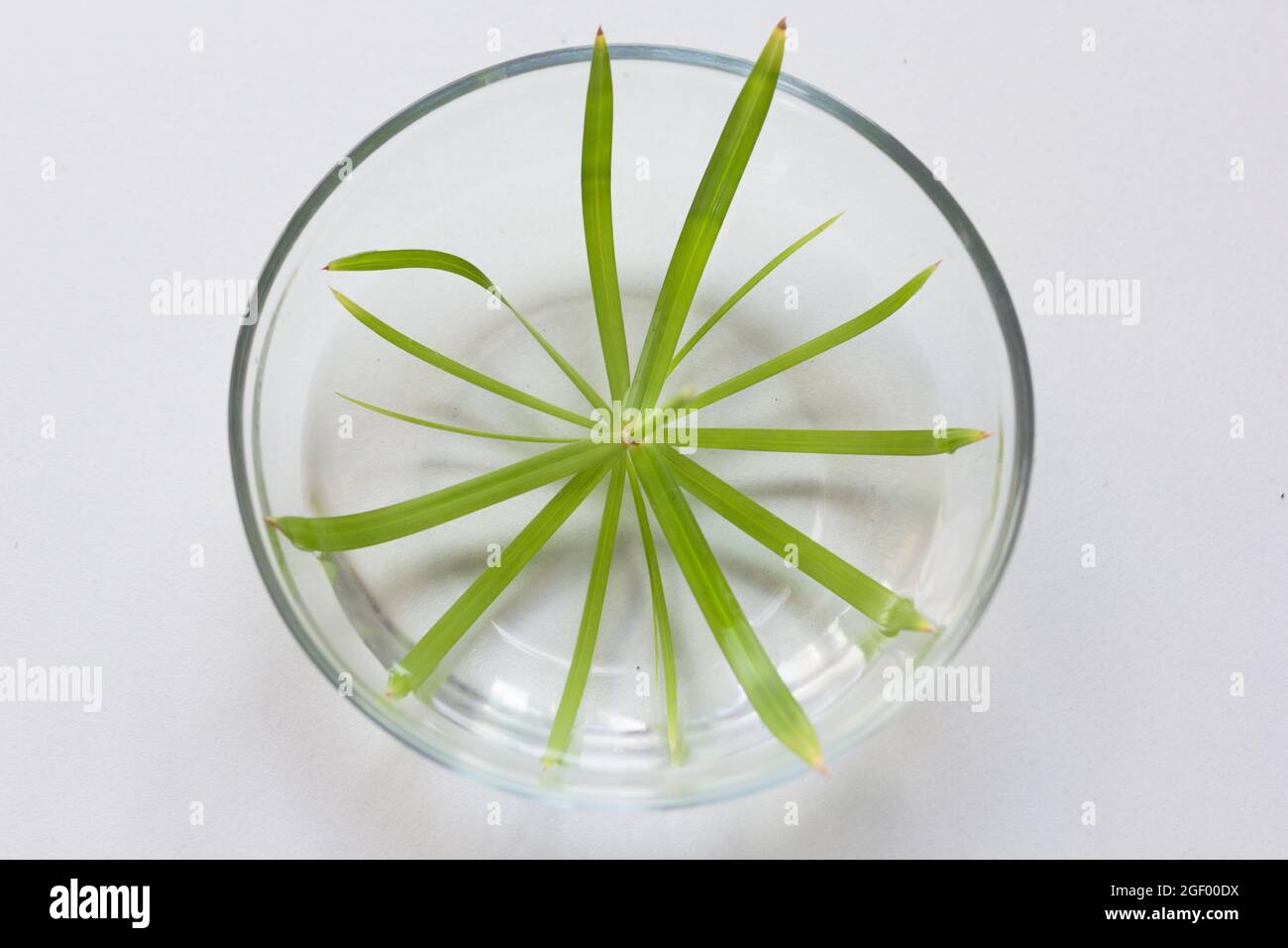 Top view of umbrella of Cyperus plant in bowl with water for rooting on white background Stock Photo