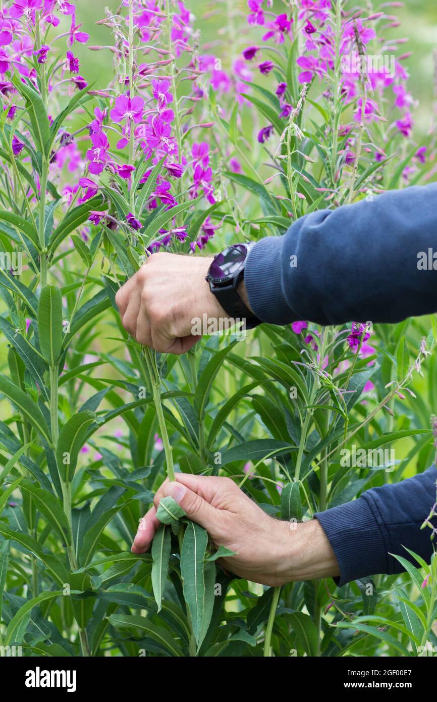 Man hands collecting leaves from Ivan tea plant stem for fermentation on summer field Stock Photo