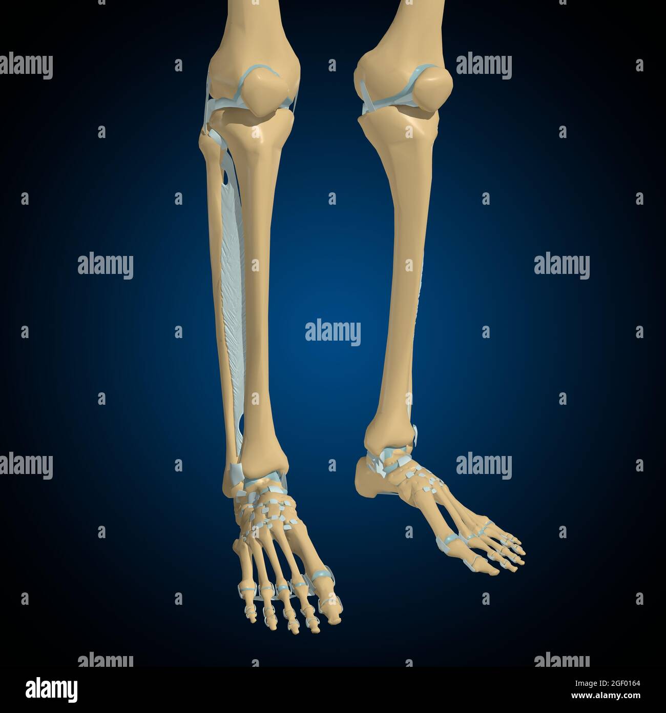 Extracapsular ligaments hires stock photography and images Alamy