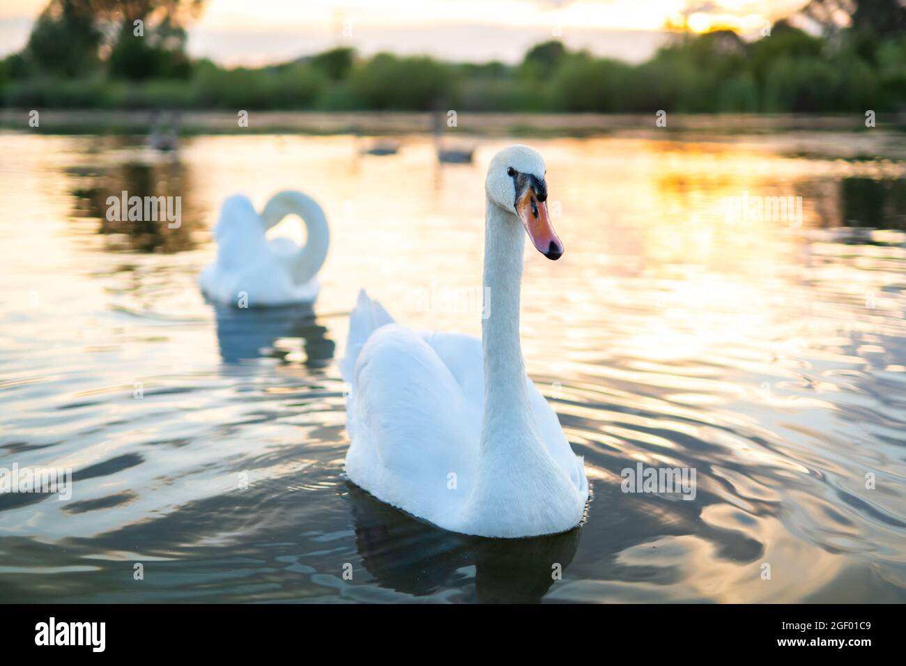 White beautiful swans swimming on lake water in summer Stock Photo - Alamy