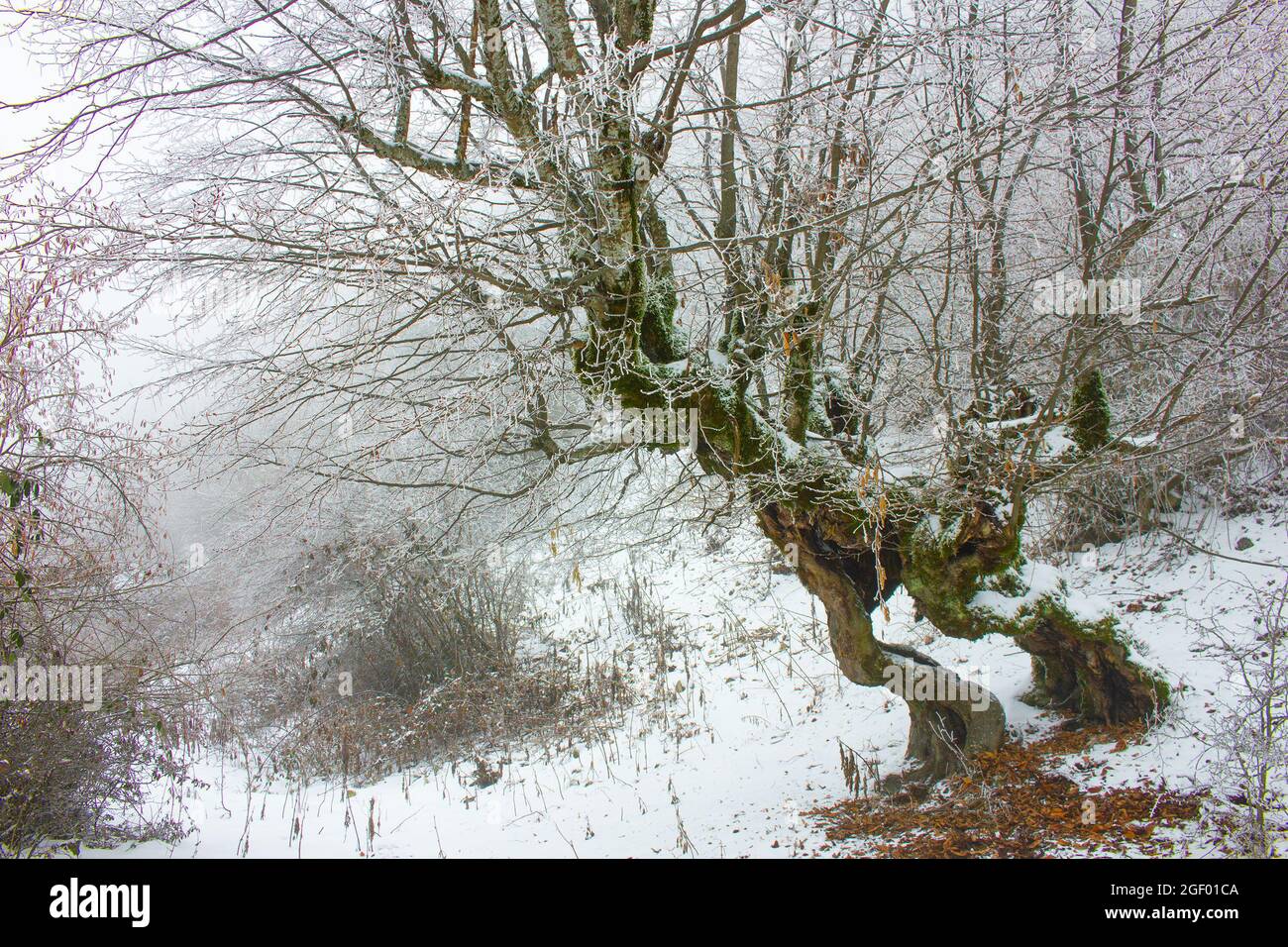Split hollow tree hi-res stock photography and images - Alamy
