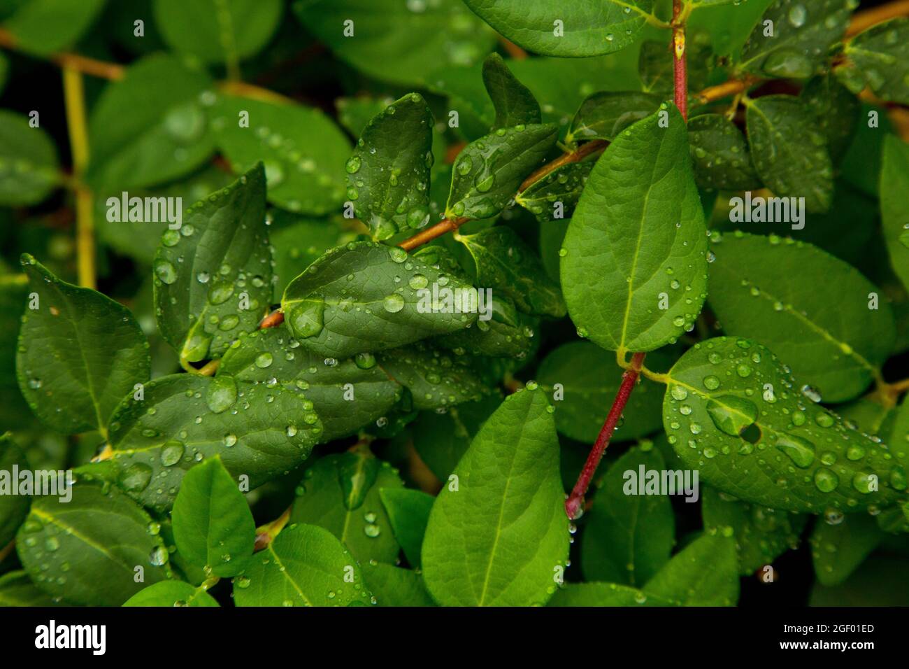 Texture of intertwined leaves and water drops Stock Photo