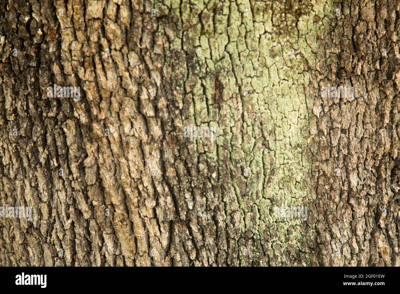 Tree Bark Texture Stock Photo