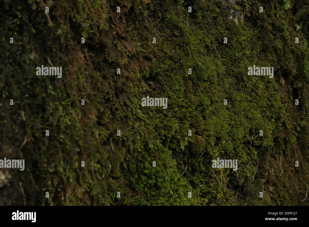 Green moss texture on wall Stock Photo