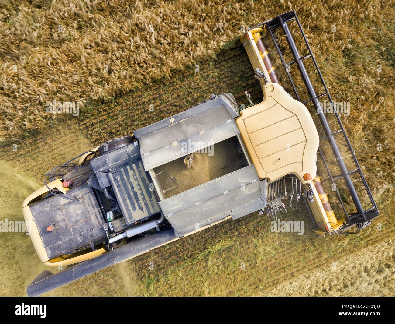 Aerial view of combine harvester harvesting large ripe wheat field ...