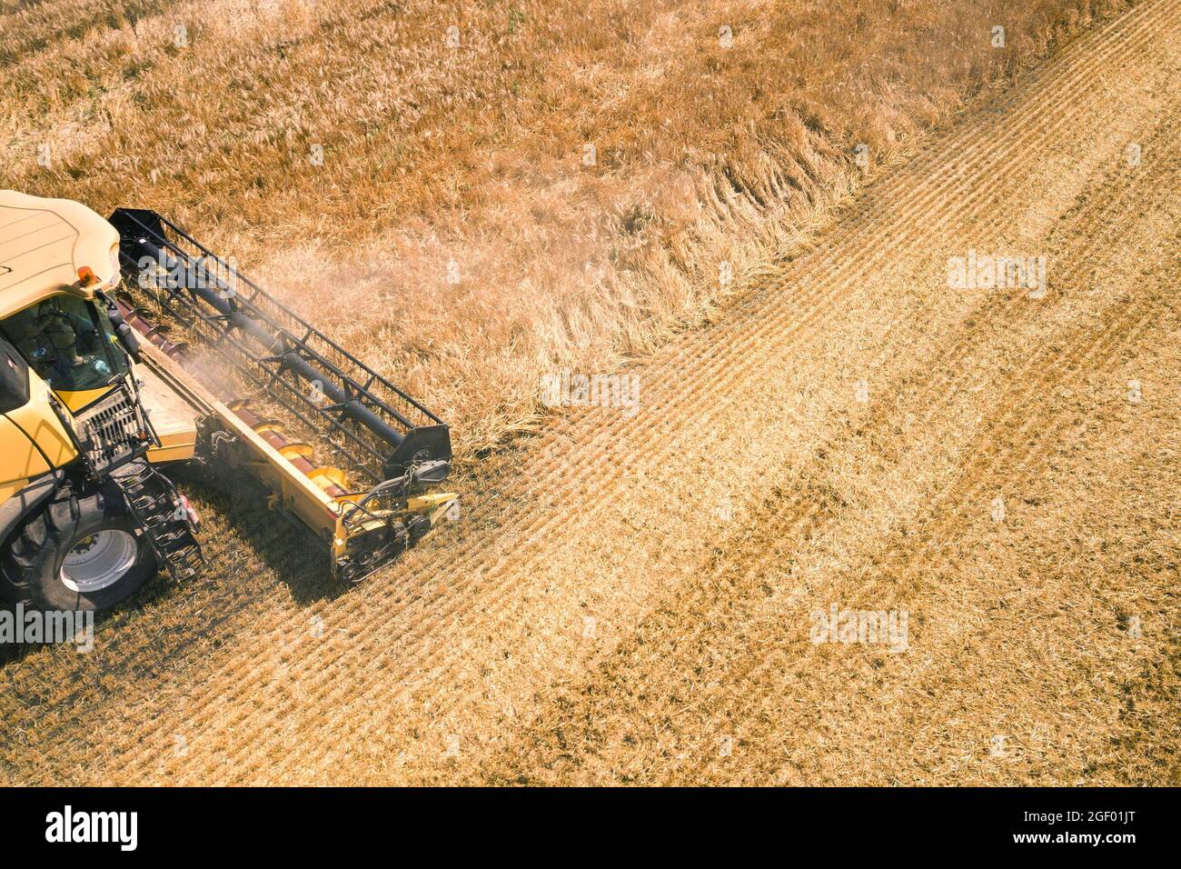 Aerial view of combine harvester harvesting large ripe wheat field ...
