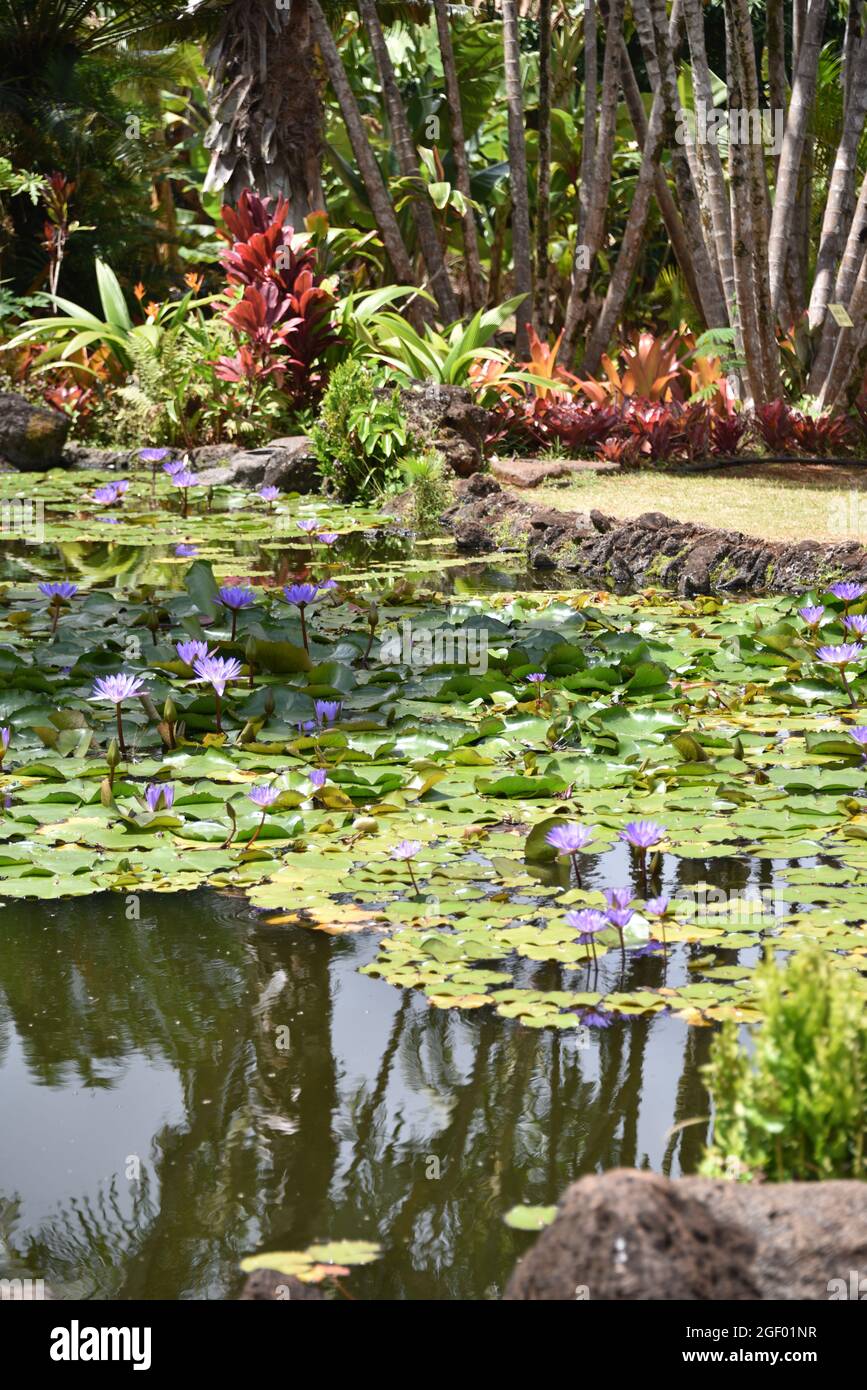 Oahu HI U.S.A. 6/3&6/2021. Dole Plantation. Gardens. Pineapple Express