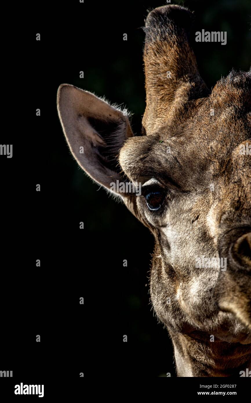 Giraffe in Botswana Stock Photo
