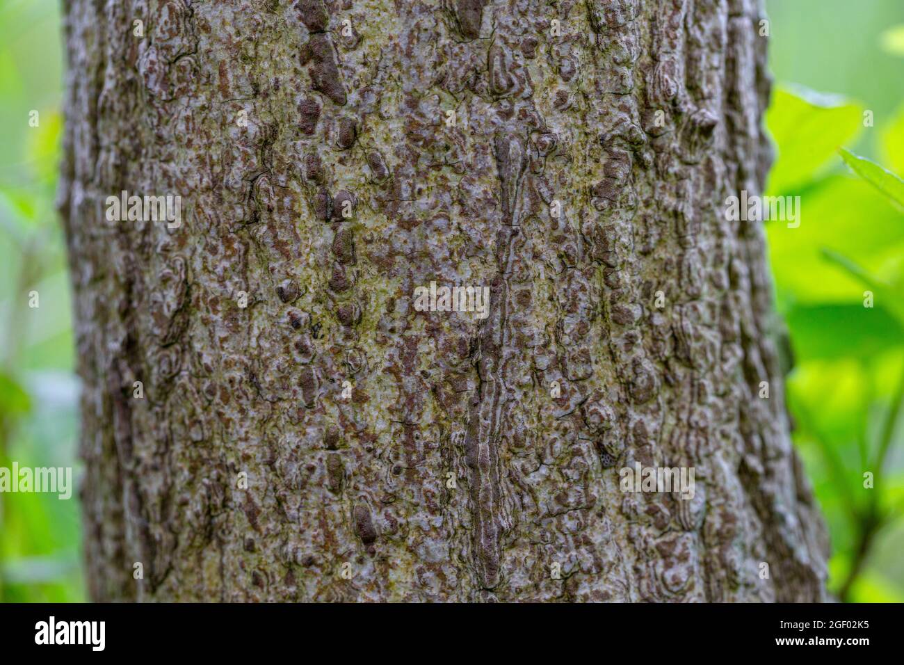 Euonymus europaeus bark Stock Photo Alamy
