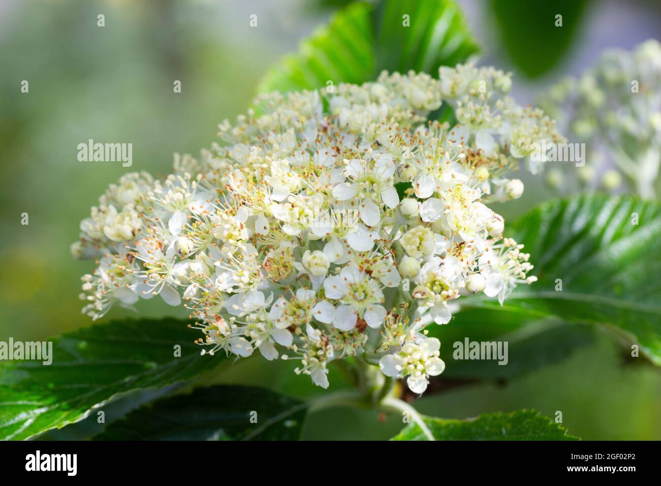 Sorbus aria flowers Stock Photo