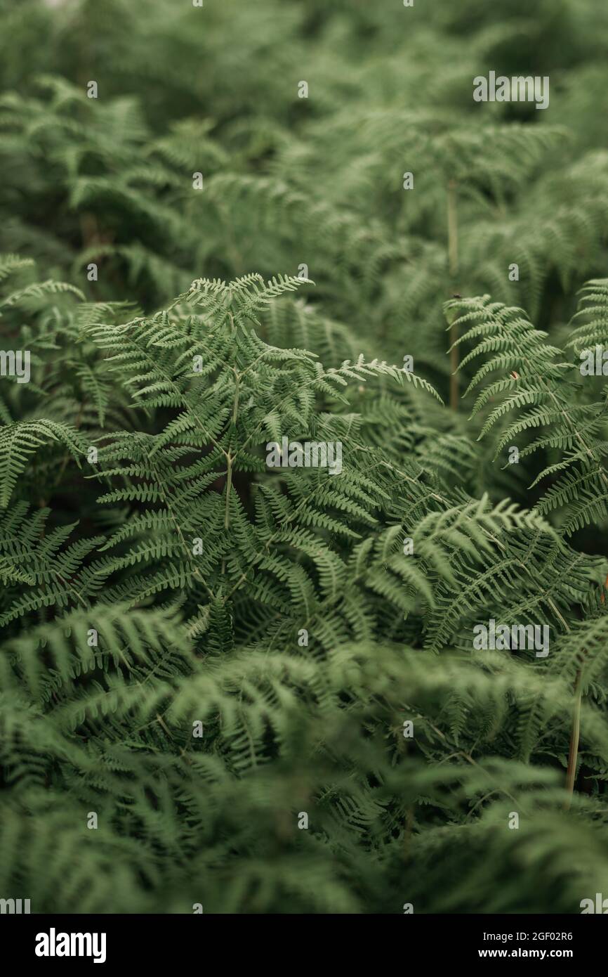 Understory of ferns hi-res stock photography and images - Alamy