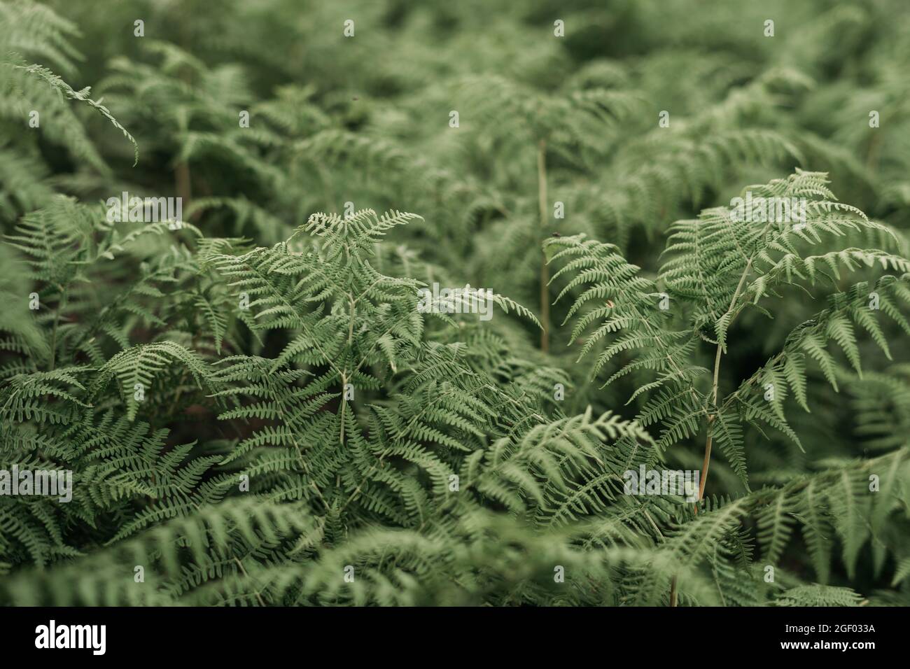 Understory of ferns hi-res stock photography and images - Alamy