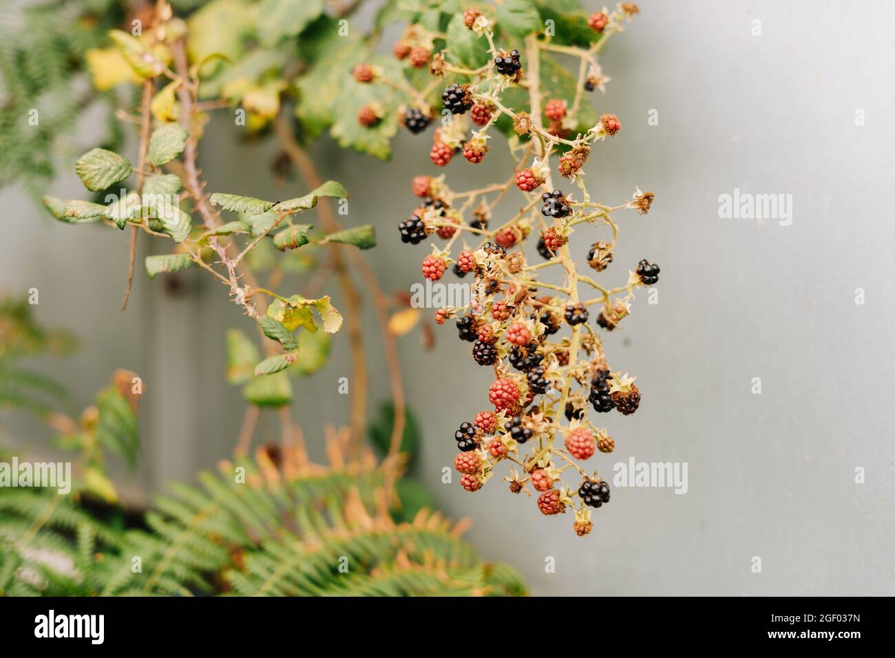 Wild red raspberries growing hi-res stock photography and images - Alamy