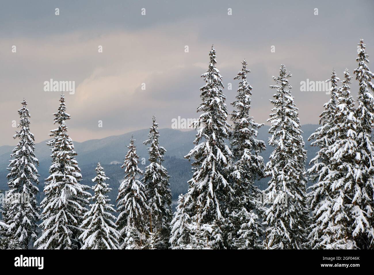 Pine trees covered with fresh fallen snow in winter mountain forest in ...