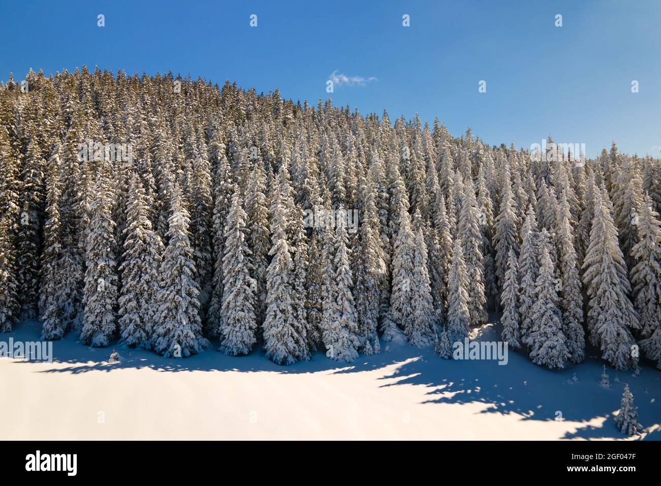 Bright winter landscape with pine trees covered with fresh fallen snow ...