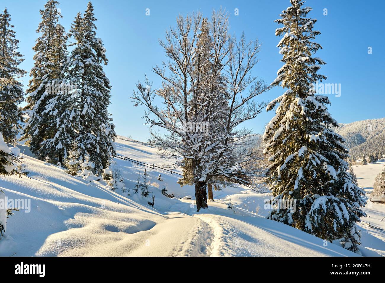Bright winter landscape with pine trees covered with fresh fallen snow ...