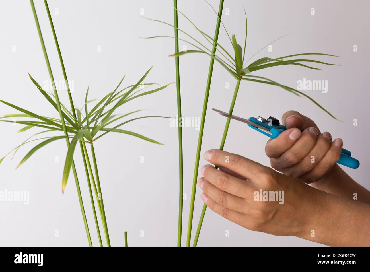 Woman hands cutting umbrella of Cyperus plant for rooting using secateurs on white background Stock Photo