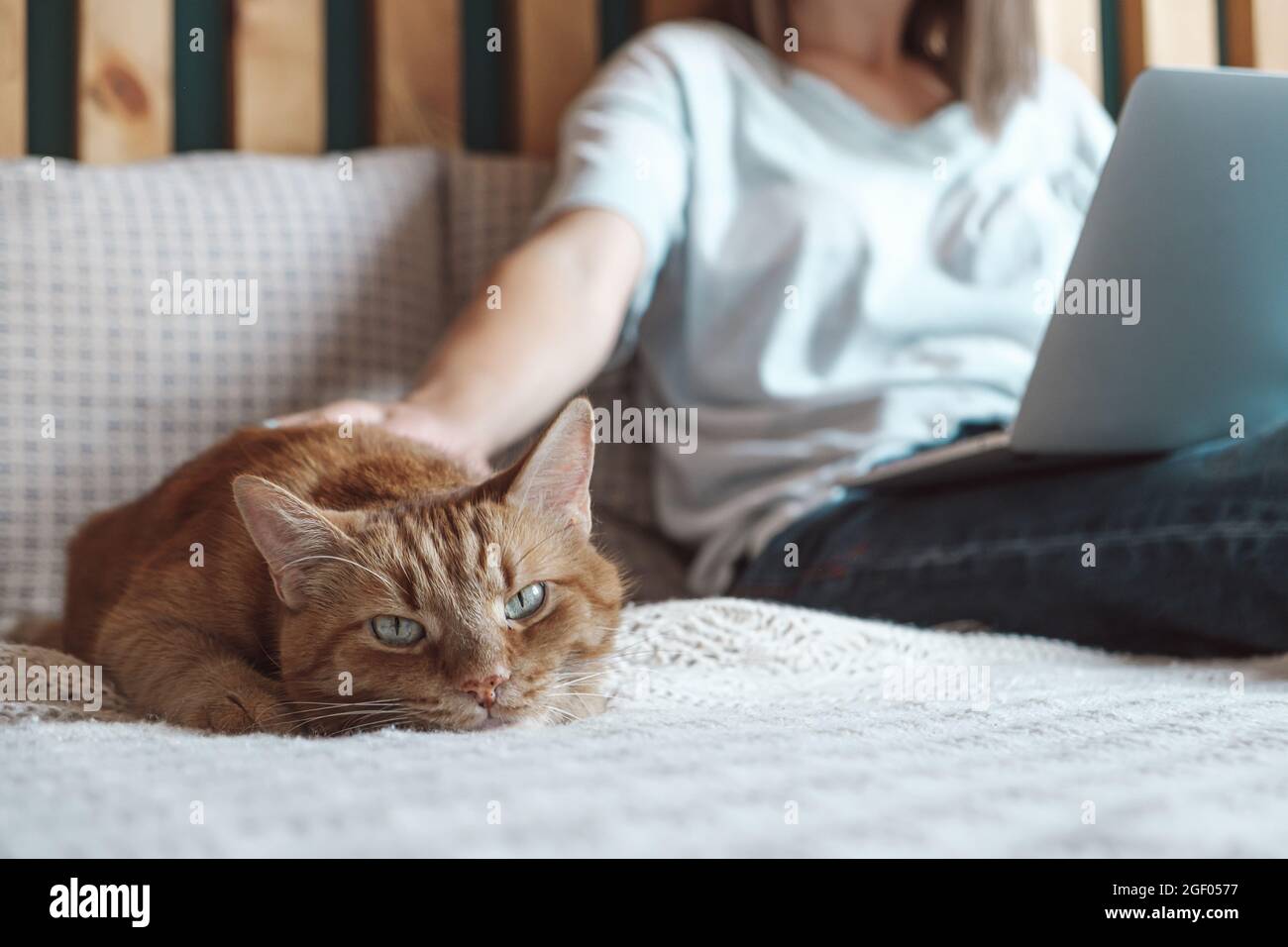 Flexible hours and remote work, Domestic cat lies on the bed, woman using laptop to work, lying in the bedroom, at home Stock Photo