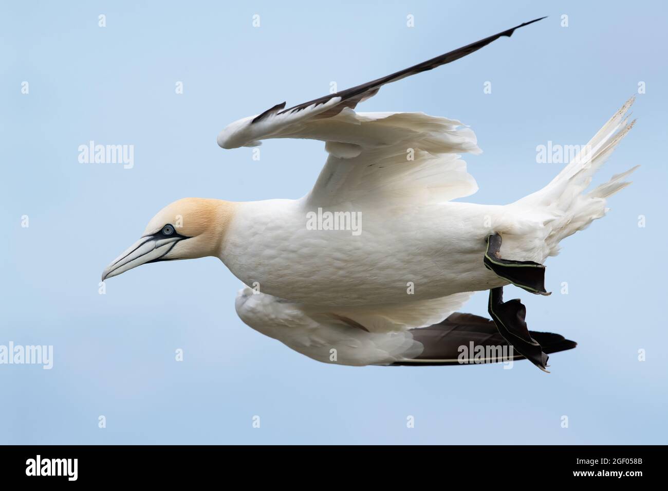 Northern Gannet (Morus bassanus) suspended by strong updraughts of wind above the chalk cliffs of Bempton Stock Photo