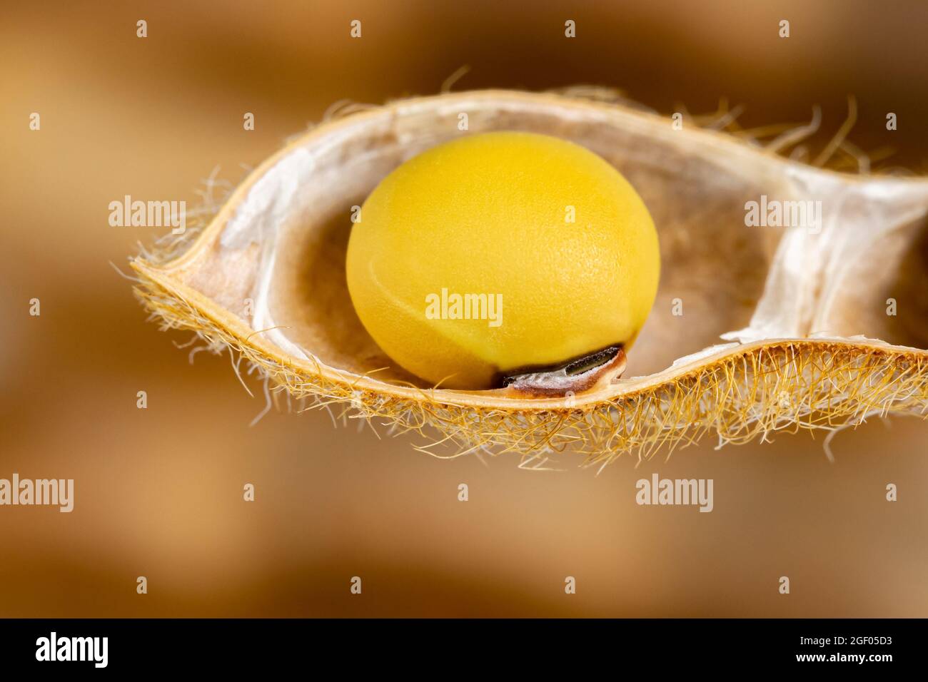 Closeup of soybean seed in pod. Concept of agriculture, farming and soy products Stock Photo