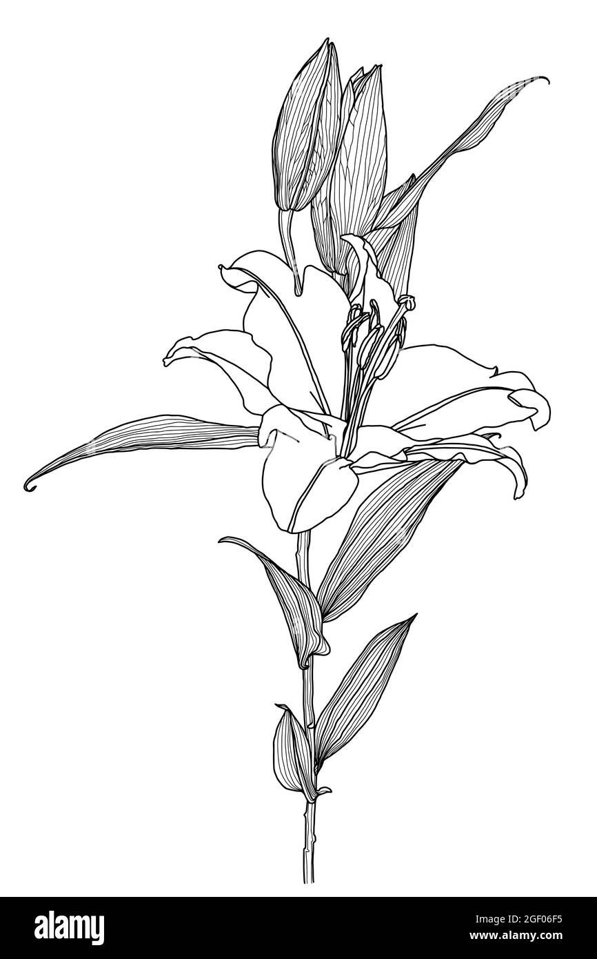 Black And White Drawings Of Realistic Flowers