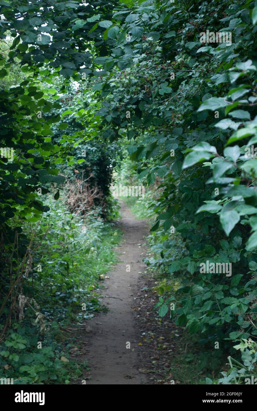 Narrow High Ridge Path Narrow path in the countryside between high hedges with branches ...