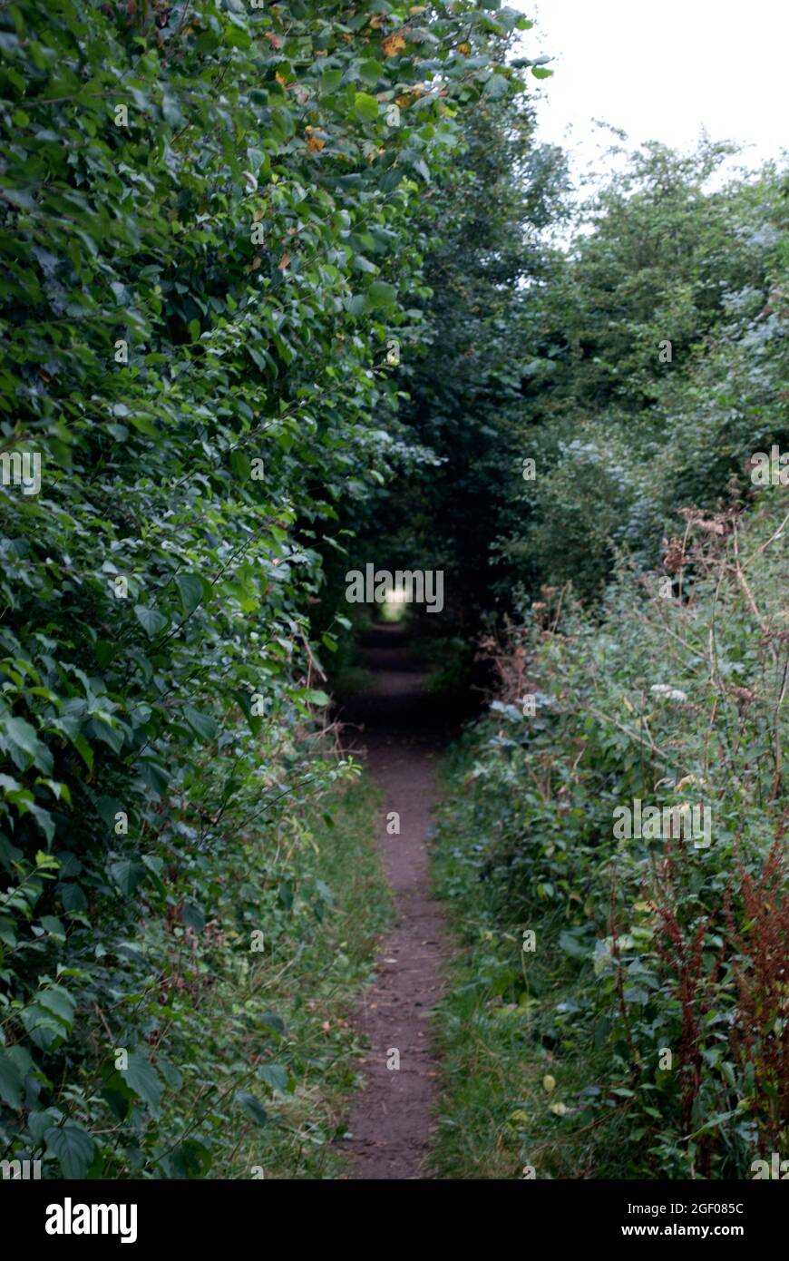 Narrow High Ridge Path Narrow path in the countryside between high hedges with branches ...
