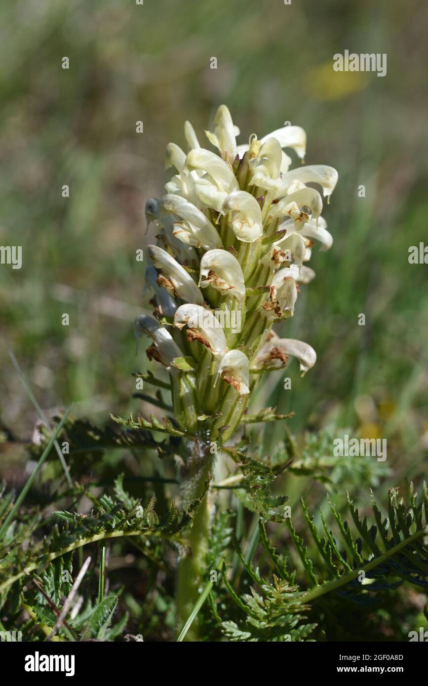 Pedicularis comosa known as Lousewort Stock Photo