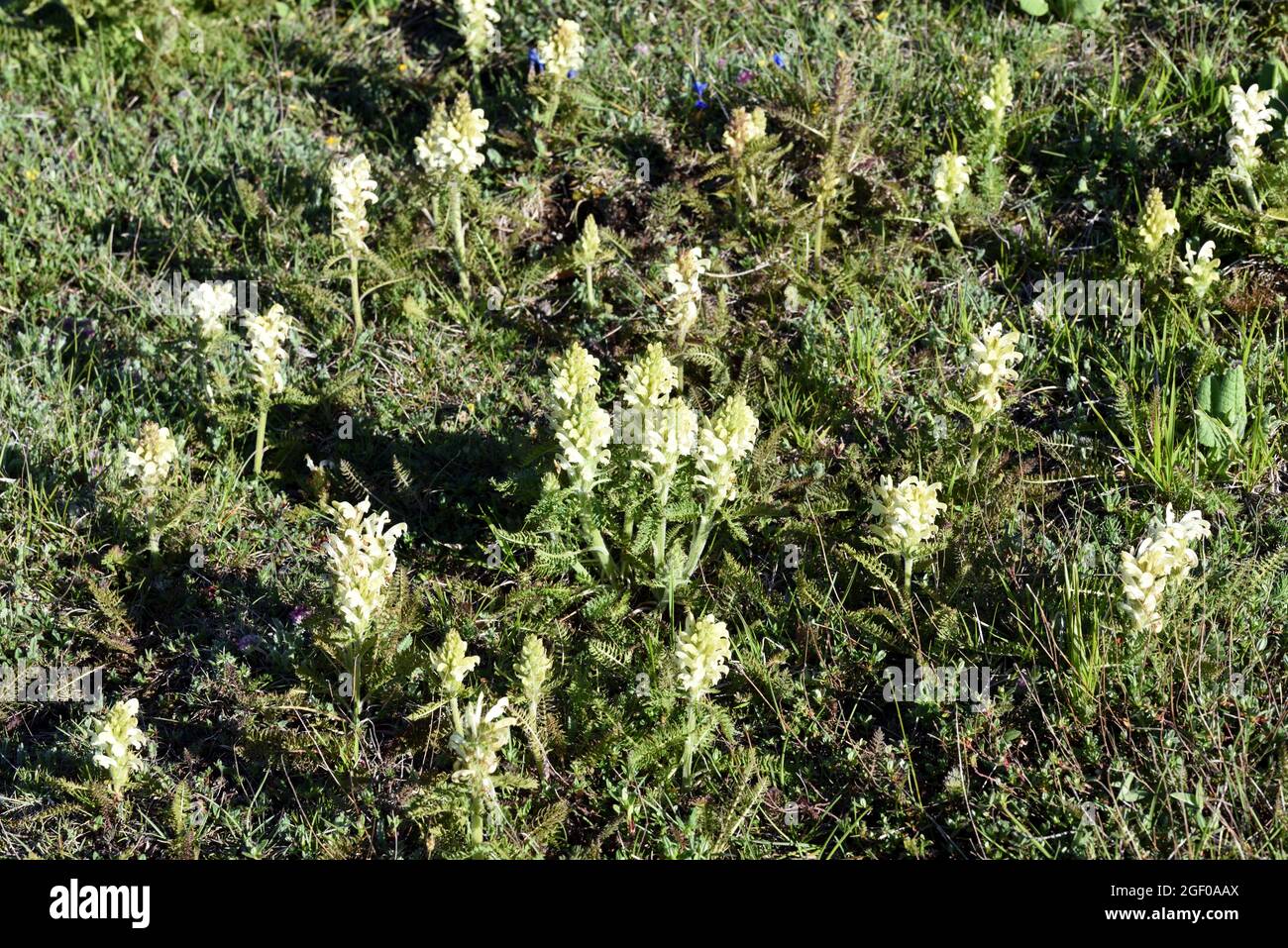 Group of Pedicularis comosa known as Lousewort Growing on Alpine Hillside Stock Photo