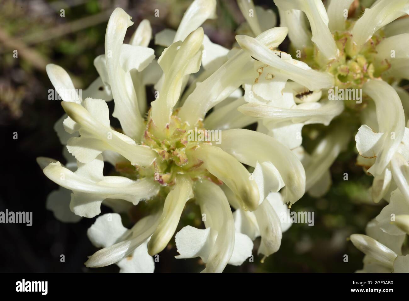 Swirls or Pattern of Pedicularis Flower & Petals Pedicularis comosa known as Lousewort Stock Photo