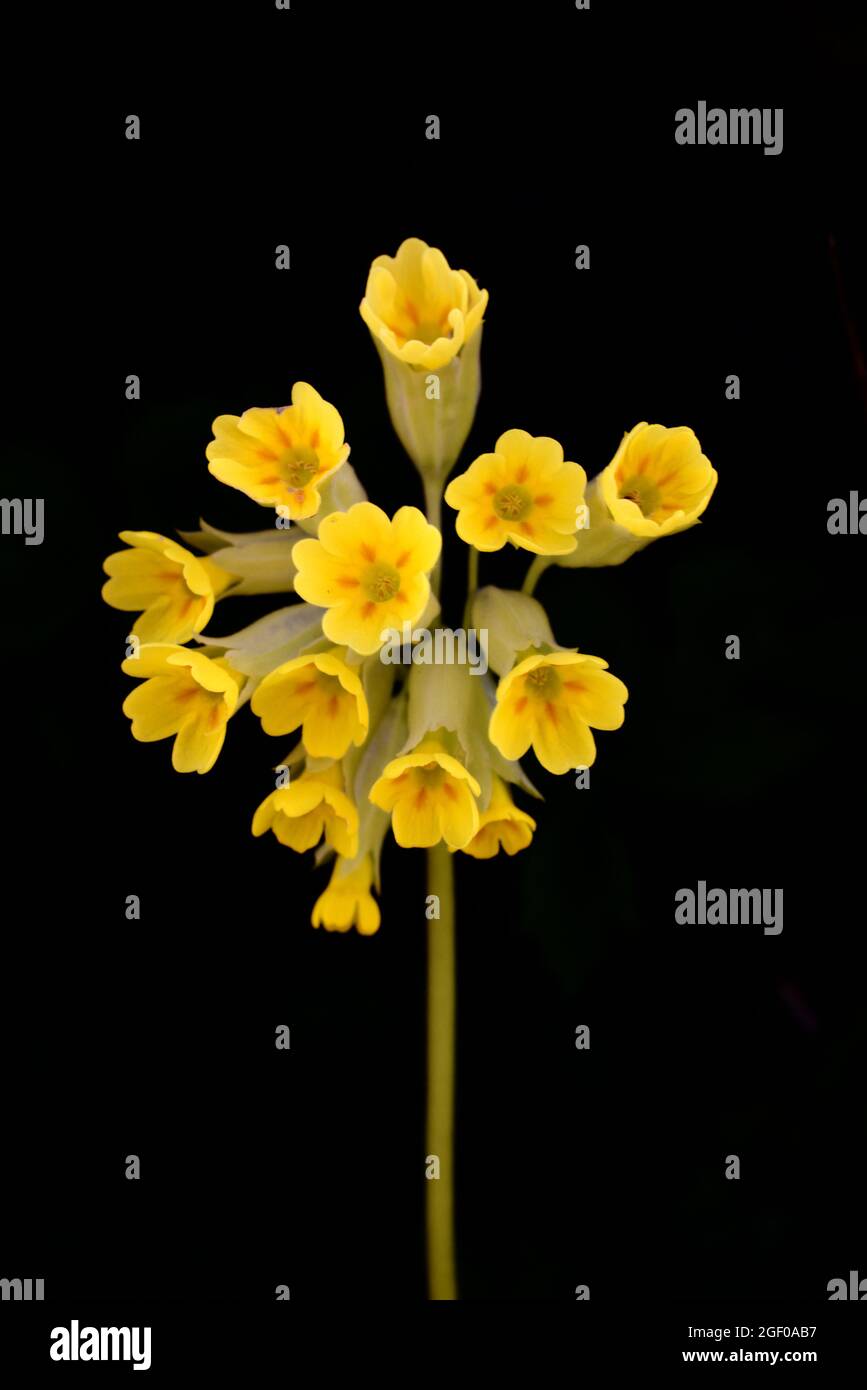 Portrait of Yellow Cowslip, Primula veris, Shot or Isolated Against Black Background Stock Photo