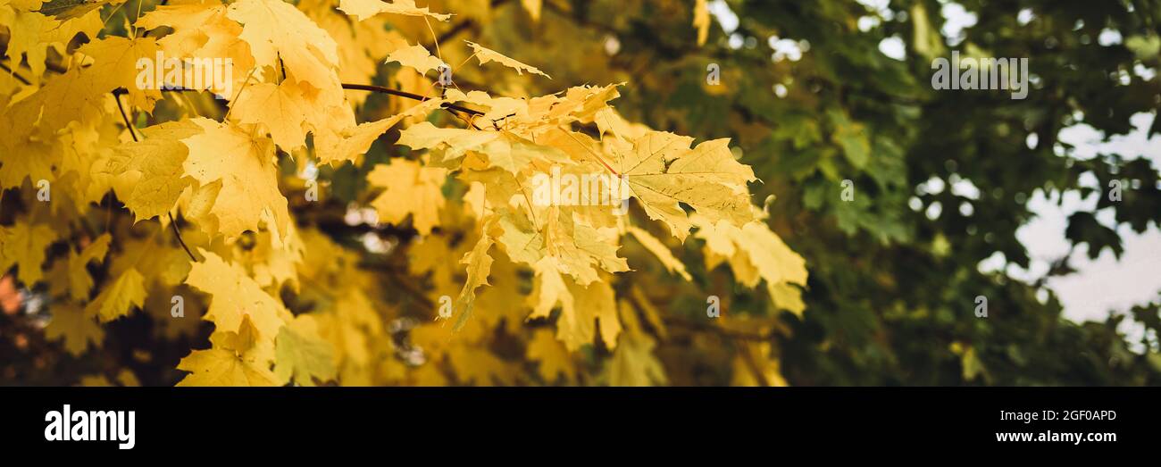 autumn city park or forest in sunny fall day. branches of maple trees ...