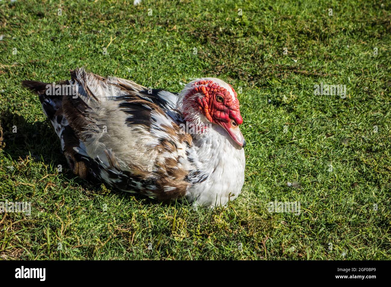 Male Muscovy Duck, Cairna moschato Stock Photo
