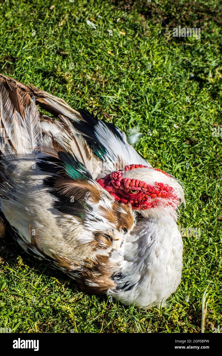 Male Muscovy Duck, Cairna moschato Stock Photo