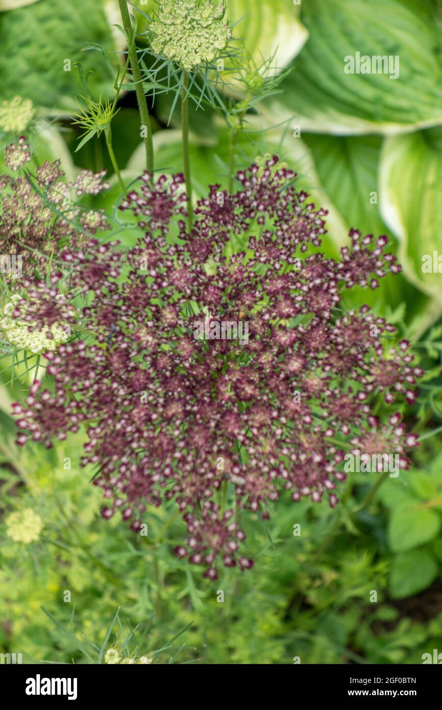 Wild Carrot, or Queen Anne's Lace, Daucus carota Stock Photo
