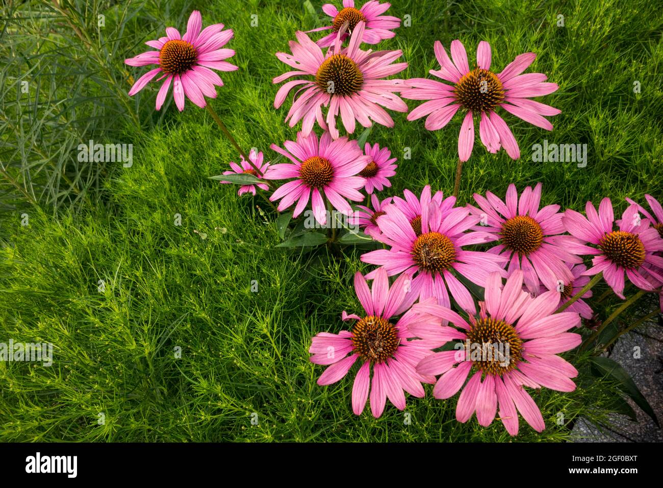 Purple Coneflowers, Echinacea purpurea Stock Photo Alamy
