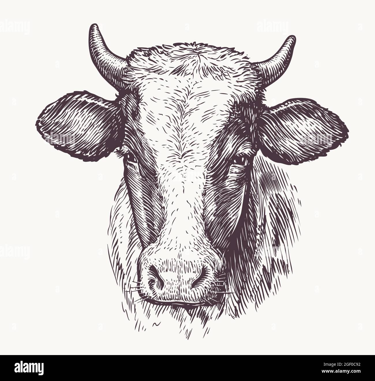 Drawing of isolated cow head with horns. Sketch illustration Stock Vector