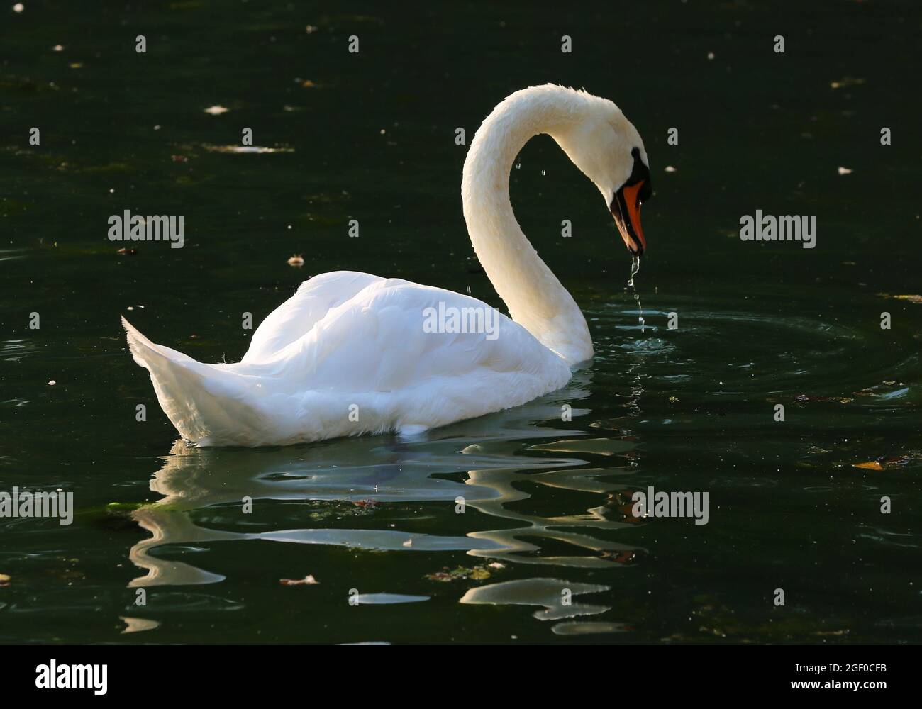 Weißer Schwan schwimmt im See in Sulzbach Rosenberg, Amberg, Oberpfalz, Bayern, Deutschland Stock Photo
