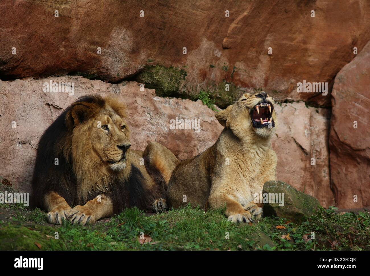 Löwe im Tiergarten oder Zoo Nürnberg, Bayern,   Die großen Raubkatzen sind in Gefahr und vom Aussterben bedroht. Sie sind stolz und Majestätisch. Stock Photo