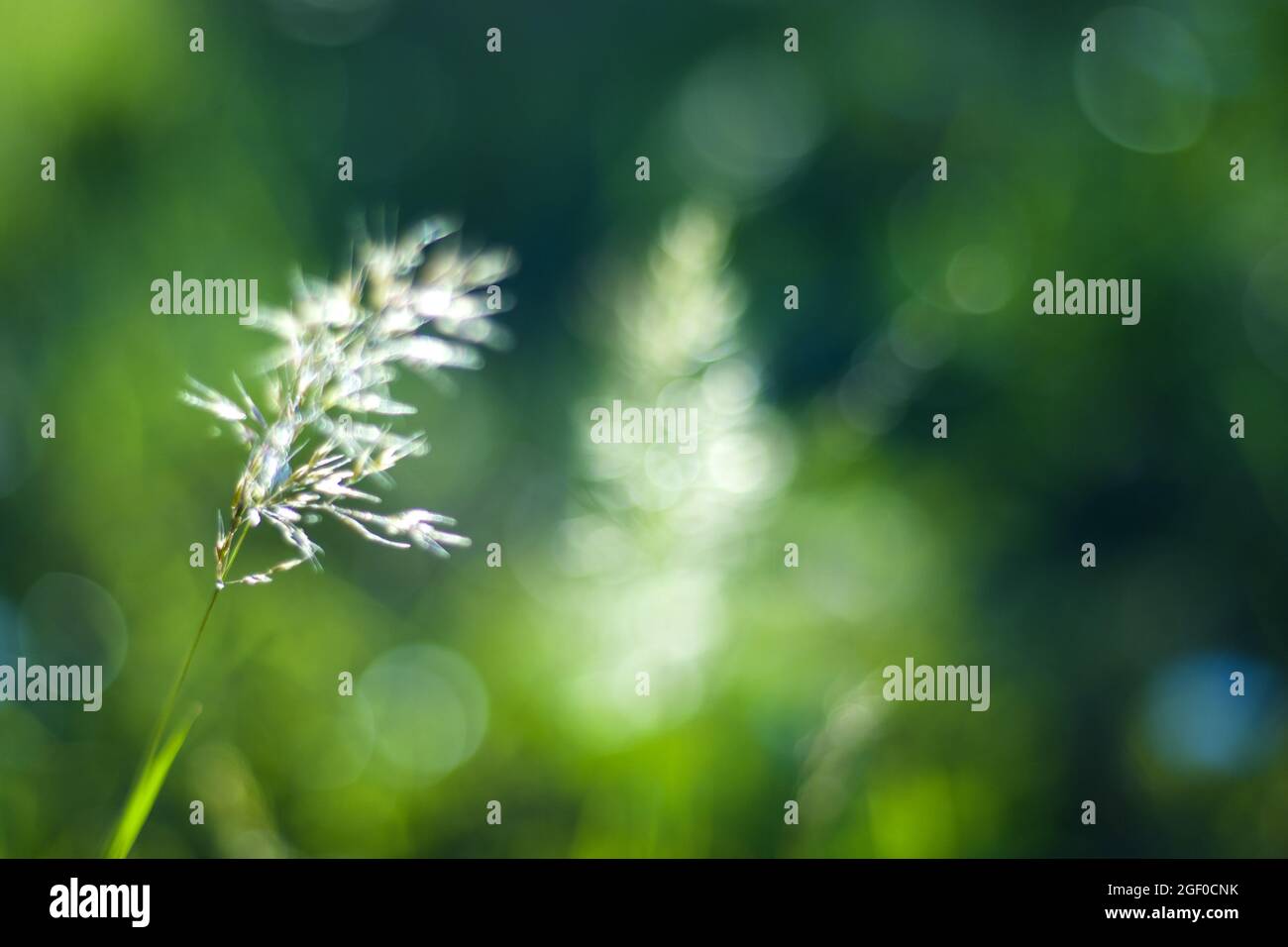 A selective focus shot of perennial ryegrass against bokeh background Stock Photo